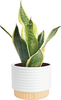housewarming gift of snake plant