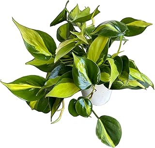 philodendron plant