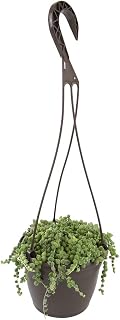 indoor plants aesthetic string of pearls