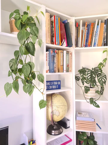 hang plants indoors on bookshelves