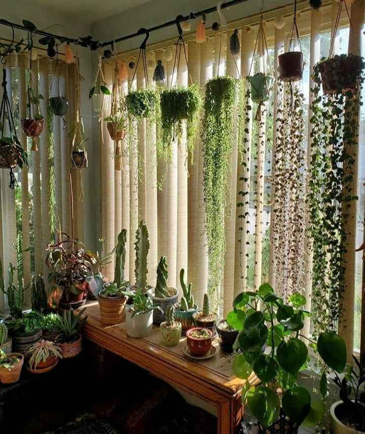 hanging plants on curtain rod