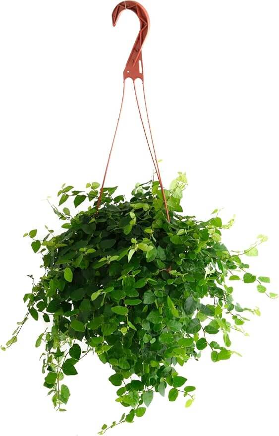 live hanging plants