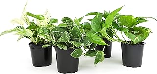 decorate with plants pothos