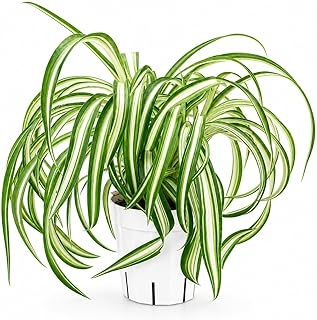 spider plant for decorating home with pants