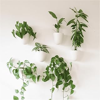 wall planters to hang plants indoors