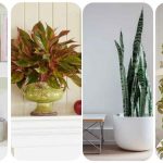 15 Easy Plants Beginners Can Actually Keep Alive (Perfect for Apartments & Small Spaces)