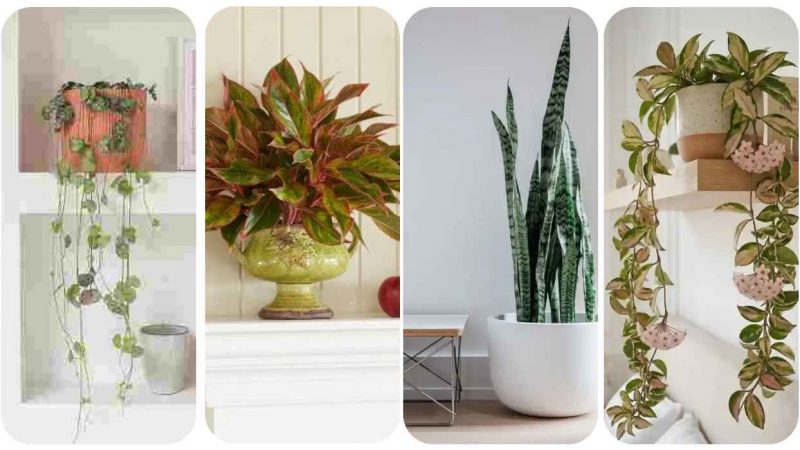 15 Easy Plants Beginners Can Actually Keep Alive (Perfect for Apartments & Small Spaces)