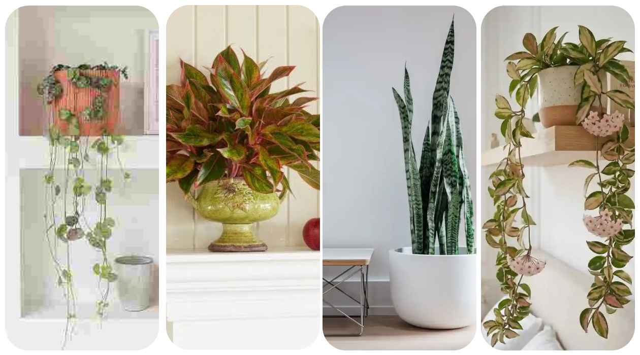 15 Easy Plants Beginners Can Actually Keep Alive (Perfect for Apartments & Small Spaces)
