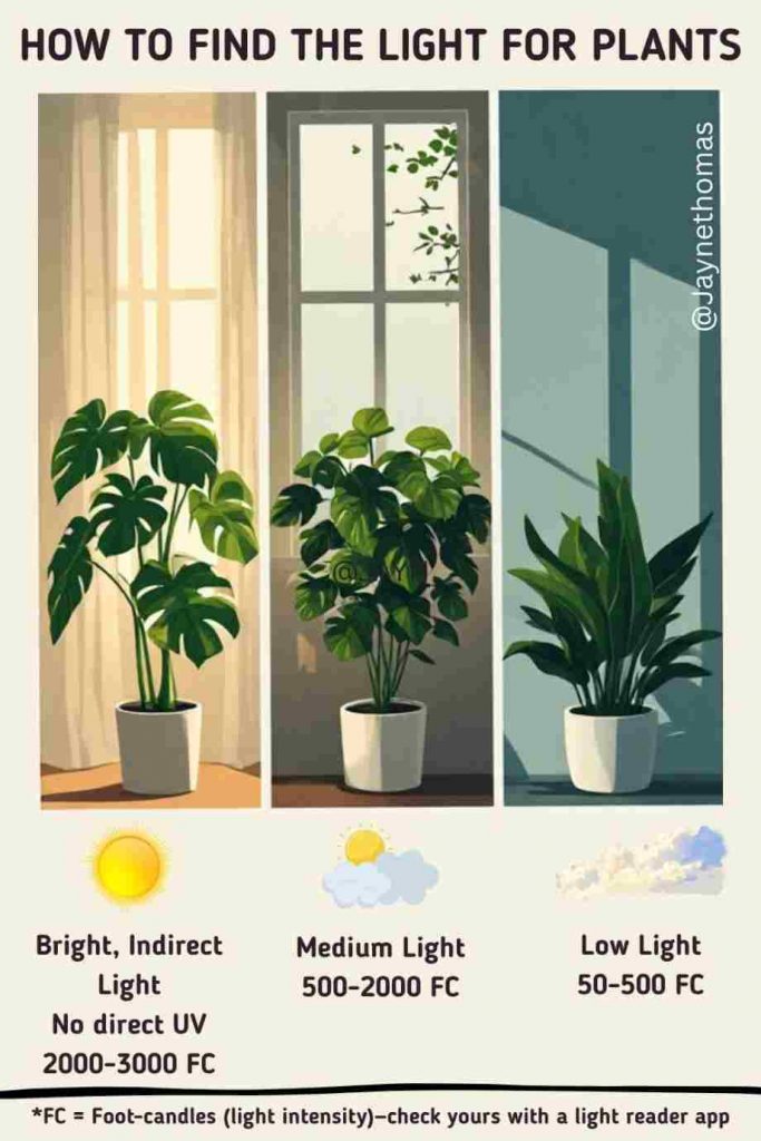 Best place to hang indoor plants to get the right light infographic
