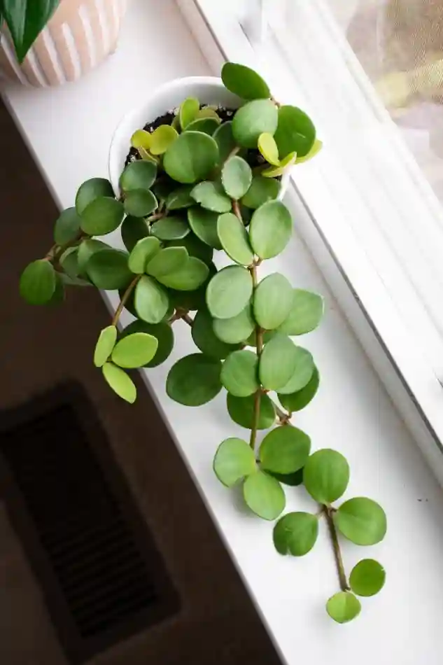 A compact Peperomia Hope displayed on a windowsill, one of the easiest indoor plants for small apartments.