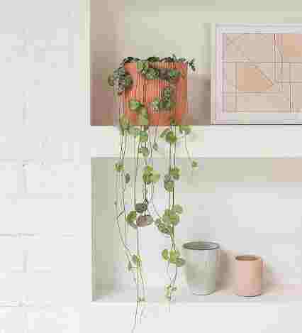 A String of Hearts trailing from a planter on a shelf, creating a beautiful indoor house plants aesthetic.