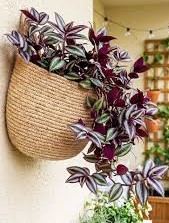 Colorful Tradescantia growing in a hanging basket, adding vibrant color to an indoor plants collection.