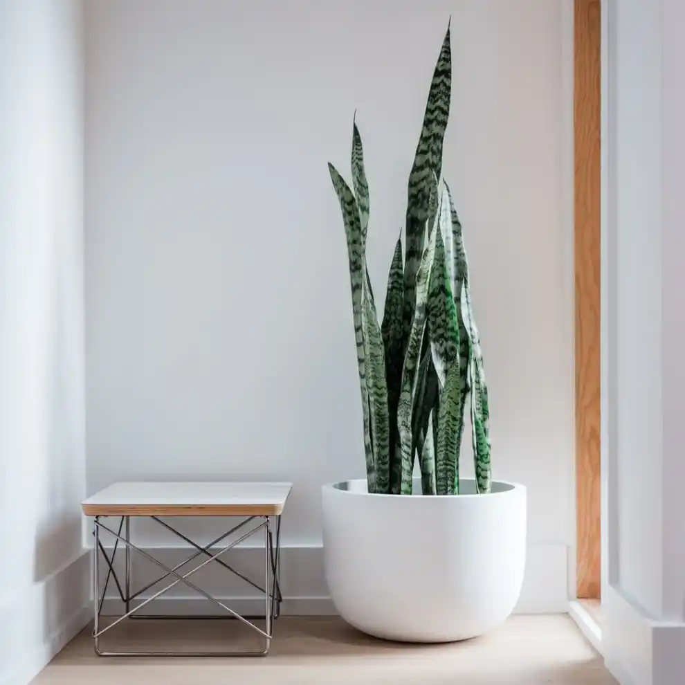snake plant in entryway