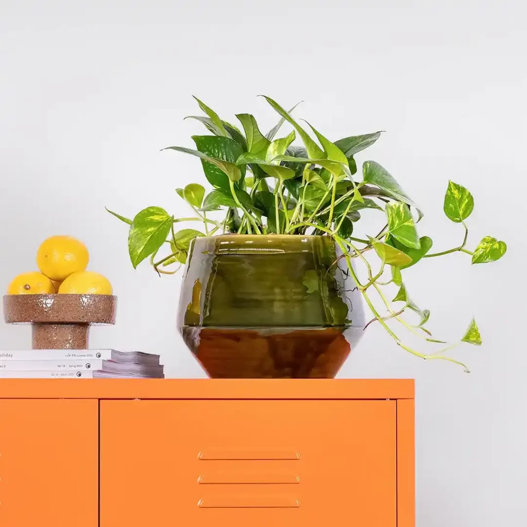 pothos, an easy plant for beginners