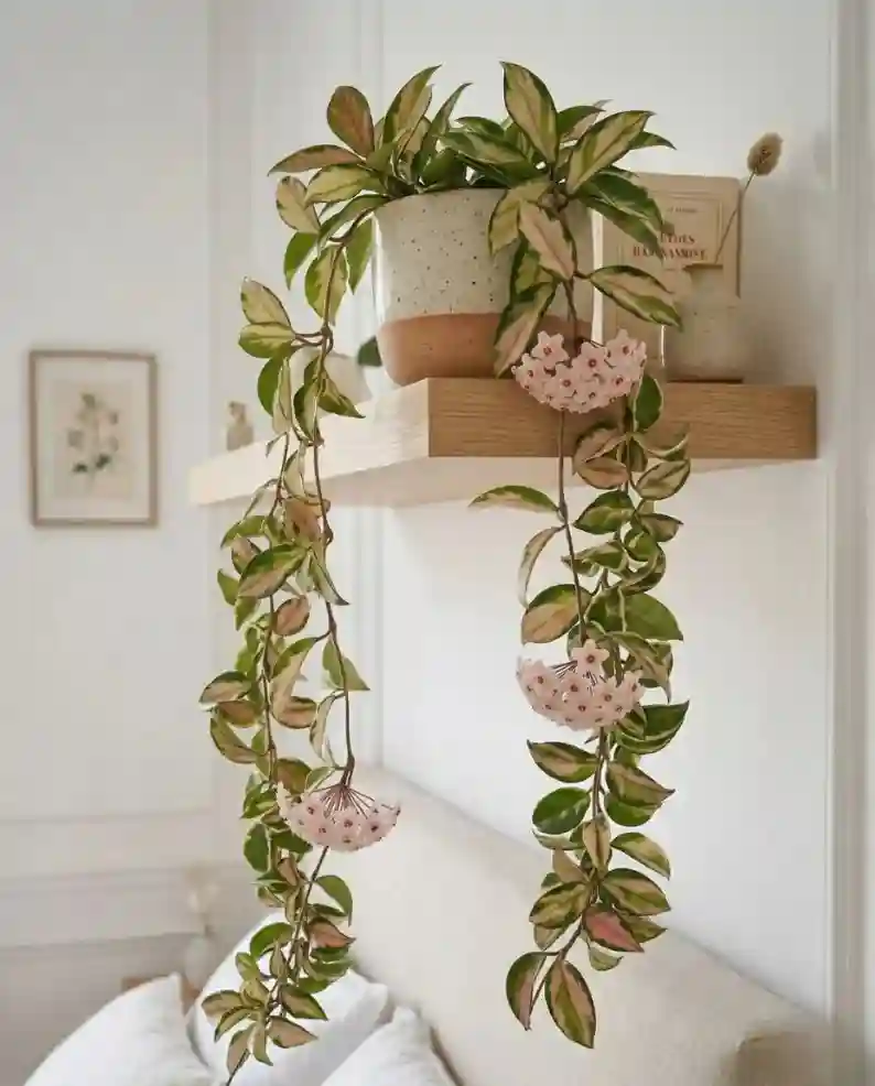 A trailing Hoya growing indoors, one of the easy plants that suits modern homes and apartments.