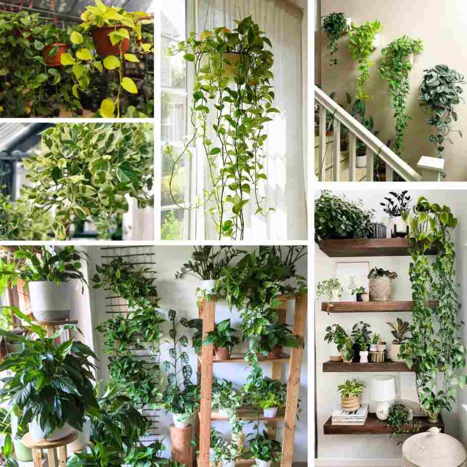 a variety of pothos plants in apartments and small homes