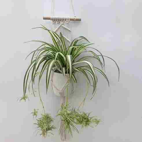 A mature spider plant with baby plantlets, one of the best indoor plants for beginners and pet-friendly homes.