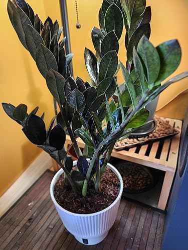zz plant in apartment.