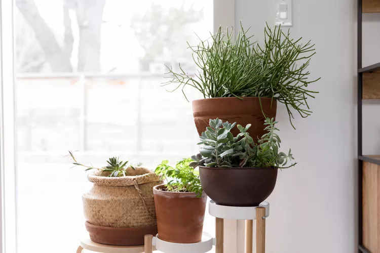 succulents and desert plants on planter in front of sunny window.